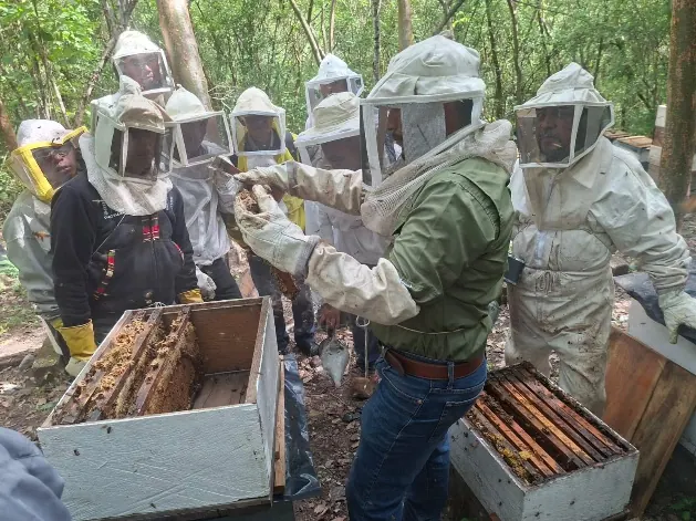 Capacitación en Buenas Prácticas Apícolas, cooperativa CIPAC, Cuilco. FAO · Unión Europea