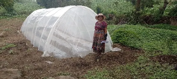 Macrotúneles para producción de tomate y huertos familiares, Cantel. ACOEC