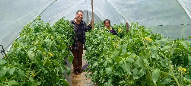 Producción de tomate en Cantel, Quetzaltenango. ACOEC