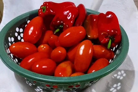 Cosecha de tomate y chile en Xecaracoj, Quetzaltenango. ACOEC